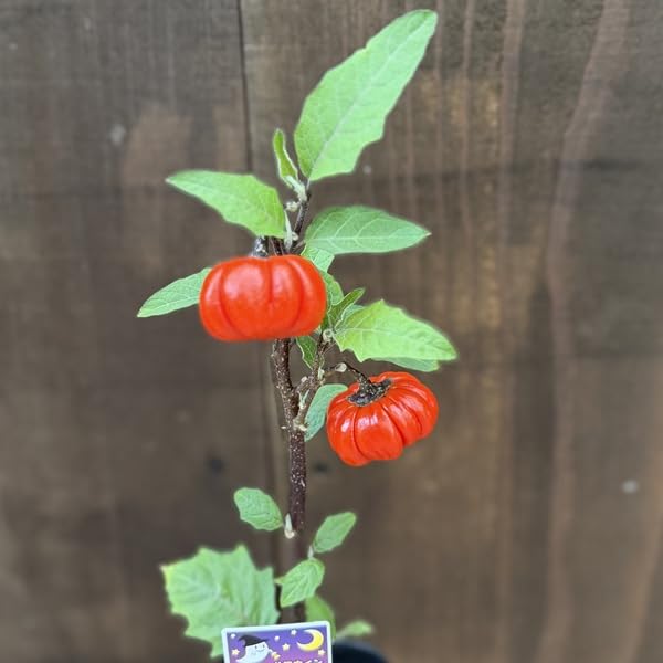 Amazon｜観葉植物 苗：ソラナム パンプキン*ハナナス パンプキンツリー